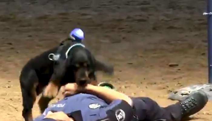 This police dog is the new internet hero—Watch why