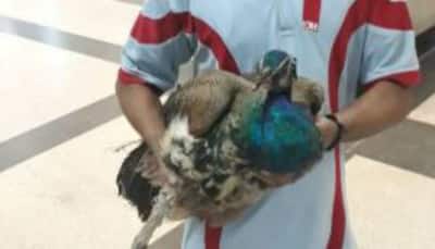 Injured peacock holds off Delhi Metro services for half hour