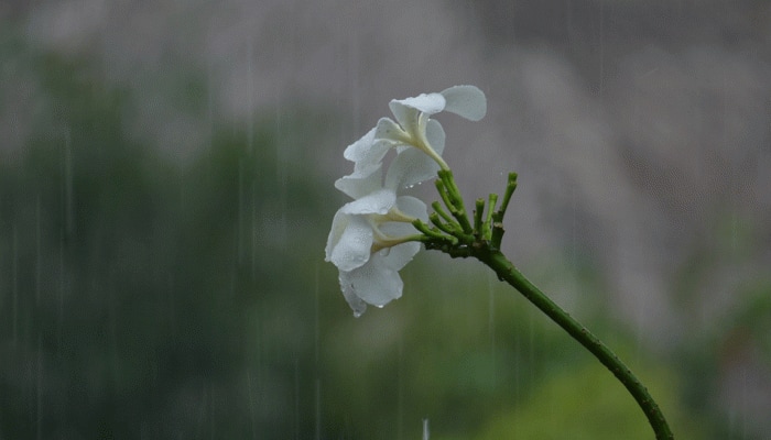 Tips to make you look perfect during the monsoon season