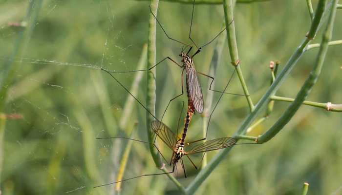 NASA invites citizens to help them track mosquitoes