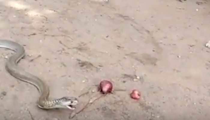Indian Cobra swallows and throws up 11 onions, video goes viral—Watch 