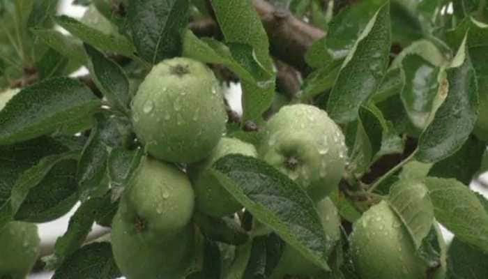 How anti-hail nets are helping Himachal&#039;s apple cultivators save thousands