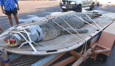 Australian rangers capture giant 600-kg crocodile after 8-year-long hunt