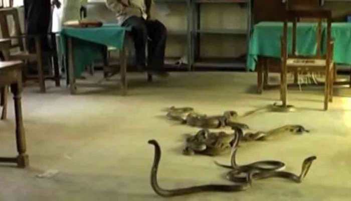 60 snakes found in school&#039;s kitchen in Maharashtra&#039;s Hingoli