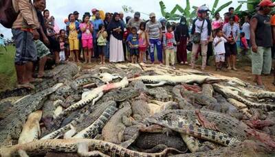 Indonesian mob slaughters 292 crocodiles in revenge killing
