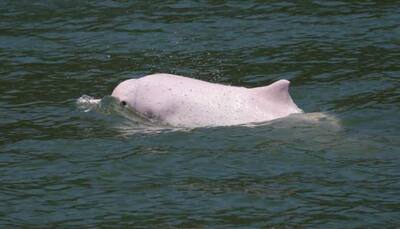 Bridge to China brings threat for Hong Kong's native pink dolphin