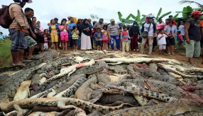 Crocodile kills man, mob slaughters 292 crocodiles in revenge