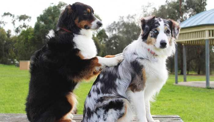 Therapy dogs may help treat ADHD symptoms: Study