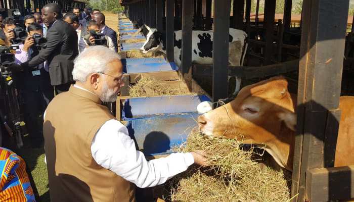 PM Modi gifts 200 cows to Rwanda village, says Indians would be happy to know importance being given to cows