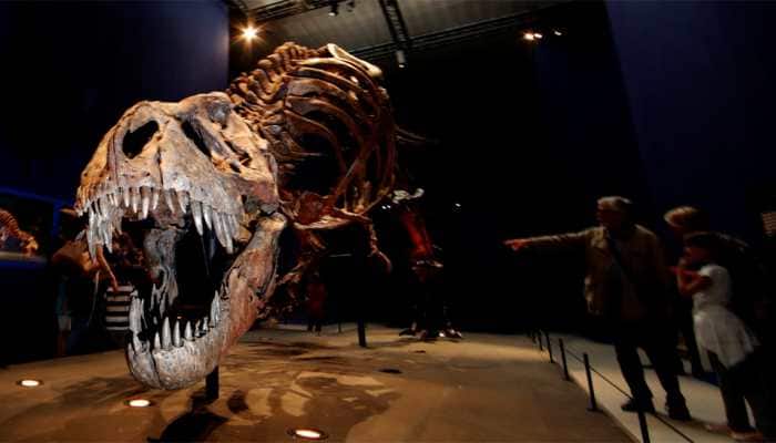 Amazing dragon' fossils rewrite the history of long-necked dinosaurs |  World News | Zee News
