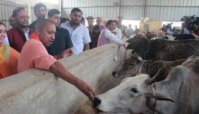 Humans are important but so are cows, will protect everyone, says UP CM Yogi Adityanath