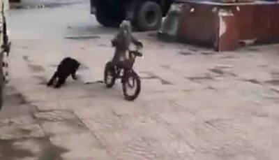 Viral video: Monkey steals bike, rides it like a boss to escape a chasing dog — Do not miss this