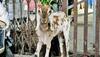 Bizarre: Mumbai Railway officials auction off ticketless traveller who couldn't pay fine