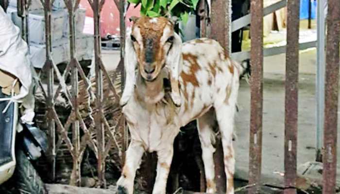 Bizarre: Mumbai Railway officials auction off ticketless traveller who couldn't pay fine