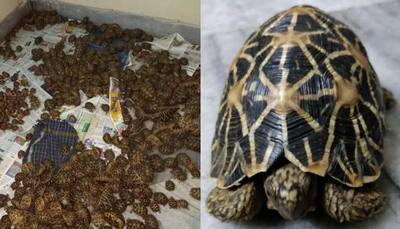 1125 endangered tortoises seized from Vizag station, were to be smuggled to Bangladesh; three accused held