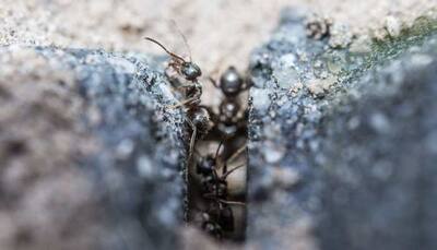 Watch viral video of how an ant turns into a diamond stealer!