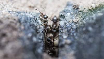 Watch viral video of how an ant turns into a diamond stealer!