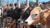 Telangana BJP MLA resigns over no party support for 'gau raksha'