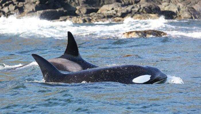 Killer whale abandons dead body of calf after 17 days, scientists call it &#039;heart breaking&#039; 