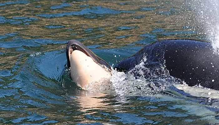 Grieving killer mother whale carries dead newborn for over 17 days, 1600 kilometers