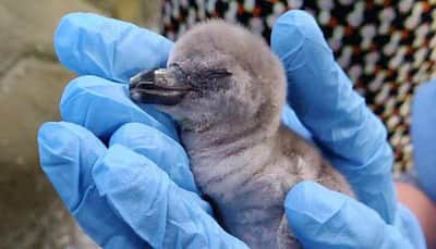 Freedom baby: India welcomes first captive-born Humboldt penguin on Independence Day