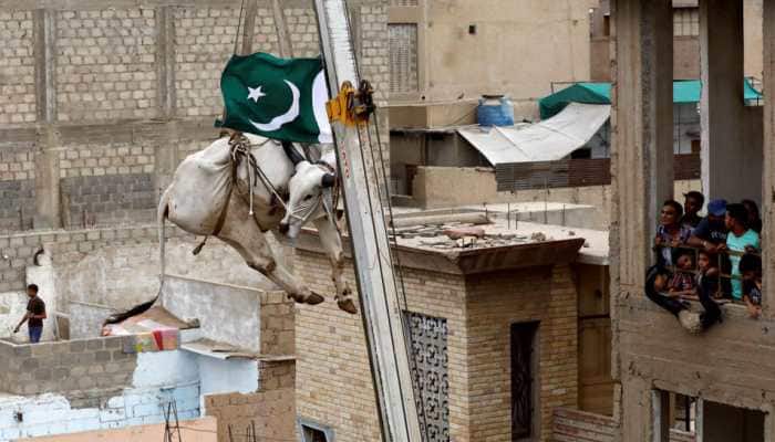 Karachi&#039;s rooftop cattle gets a crane lift to the ground
