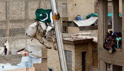 Karachi's rooftop cattle gets a crane lift to the ground
