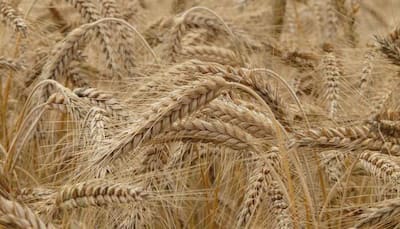 New low protein wheat breeds offer hope for gluten allergies