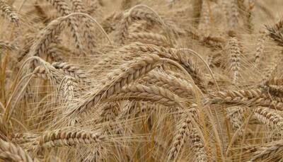 New low protein wheat breeds offer hope for gluten allergies