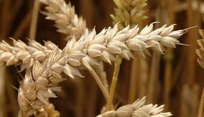 Major scientific breakthrough: International team of scientists including 18 Indians decode complex wheat genome