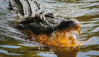 US woman walking her dog dragged underwater by alligator, killed