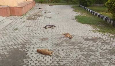 Seven puppies found dead under mysterious circumstances in Delhi, police probe foul play