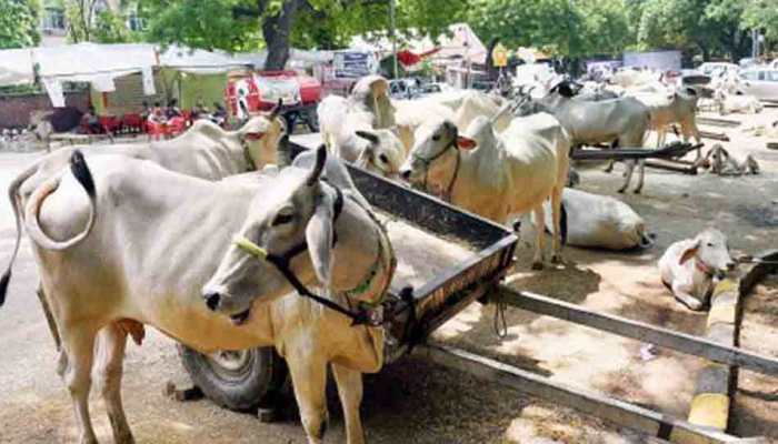 Mob beat up cops for trying to stop illegal cow slaughter in Jharkhand's Pakur