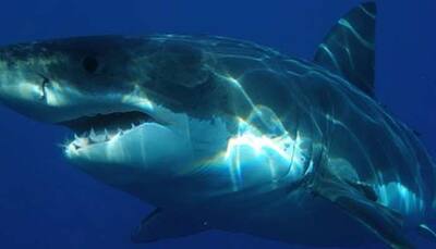 Great White Shark slams cage, leaves tourists shocked