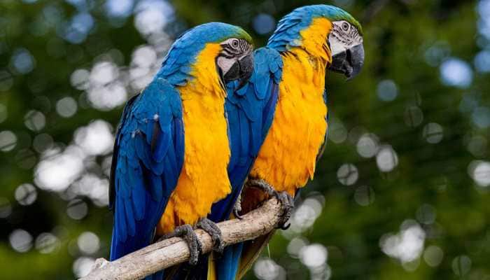 Parrots &#039;blush&#039; when happily communicating: study