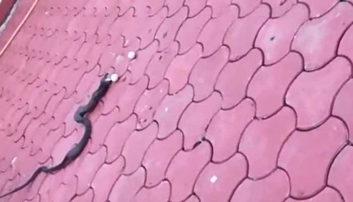 Cobra swallows 12 eggs, throws up 7 eggs in captivity; Video goes viral