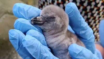 India's first captive-born Humboldt penguin chick dies in Mumbai zoo 