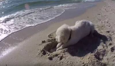 This puppy 'scolds' the ocean for ruining the hole he dug-Watch