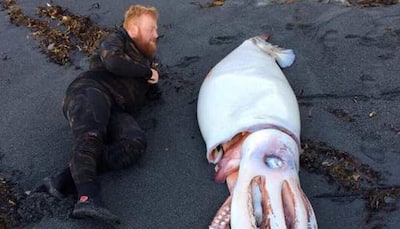 Giant monster squid at a New Zealand beach surprises onlookers—See pic