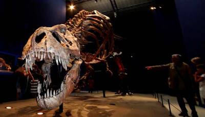DNA analysis may decode how dinosaurs looked