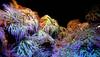 Coral reef