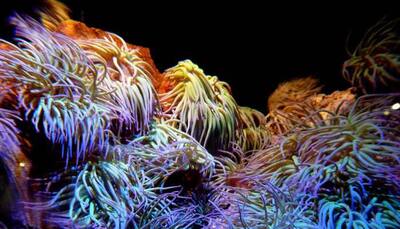 Scientists discover hidden deep-sea coral reef in US