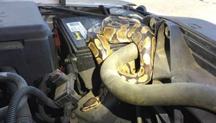 Woman opens her car&#039;s hood only to find a python stuck inside-See pics