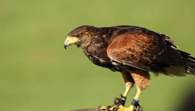 Colour vision makes Harris's hawks successful hunters: Study