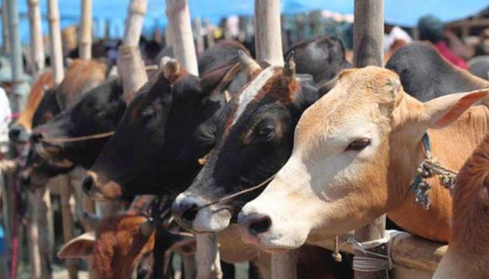 BJP MP Liladhar Vaghela admitted to ICU after attack by cow