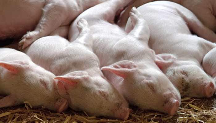 China reports second case of African swine fever in Xuancheng 
