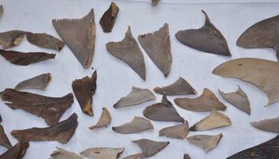 DRI seize around 8,000 kgs of shark fins from Mumbai, Gujarat