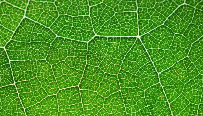 Semi-artificial photosynthesis creates fuel from water: Scientists