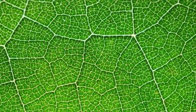 Semi-artificial photosynthesis creates fuel from water: Scientists
