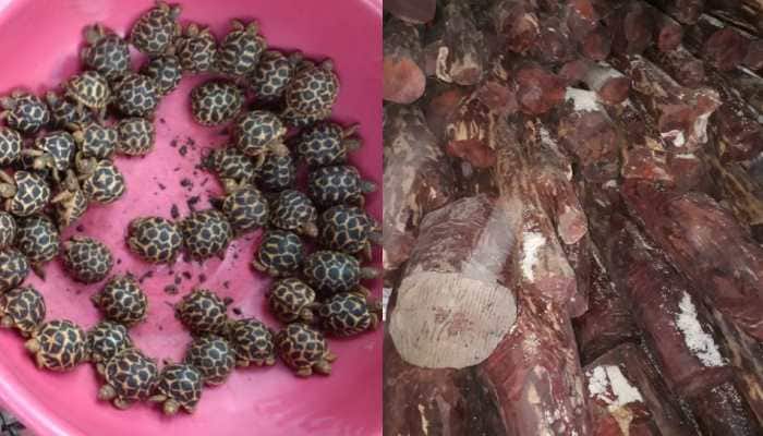 DRI seizes 532 star tortoises, 9040 kg of red sandalwood from Mumbai